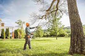 Best Tree Maintenance Programs  in Mount Dora, FL